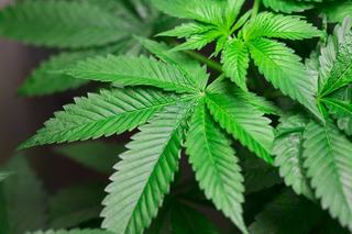 California’s Growing Illicit Cannabis Problem
