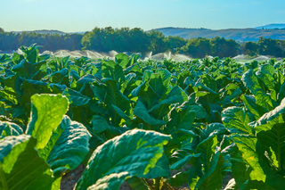 No Way Back for South Africa’s Legal Tobacco Market?