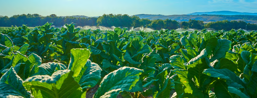 No Way Back for South Africa’s Legal Tobacco Market?