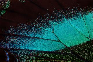 Robots That See Like Insects