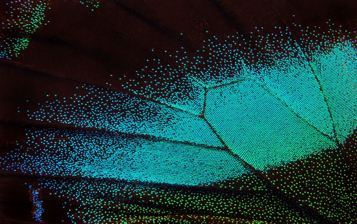 Robots That See Like Insects