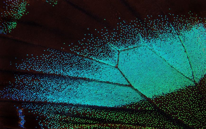 New Technique Reveals How Butterfly Wings Grow into Natural Diffraction Gratings