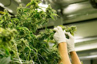 Cannabis In The News