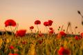 Striking Tributes: Minting for Remembrance