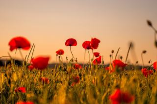 Striking Tributes: Minting for Remembrance