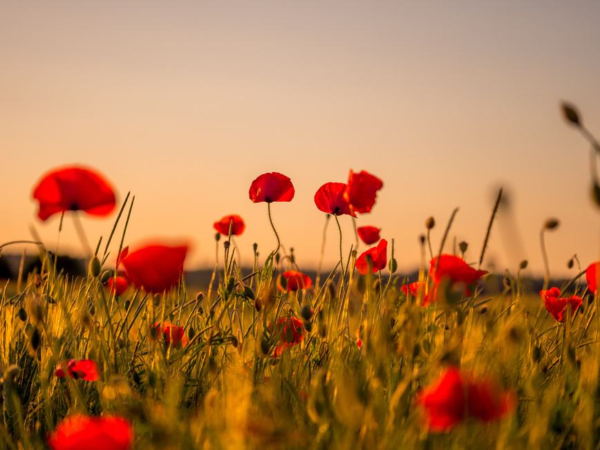 Striking Tributes: Minting for Remembrance