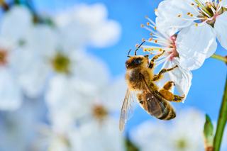 From Money Trees to Honey Bees – Cash that Buzzes