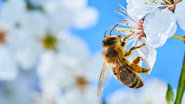 When Pollen Becomes a Security Feature