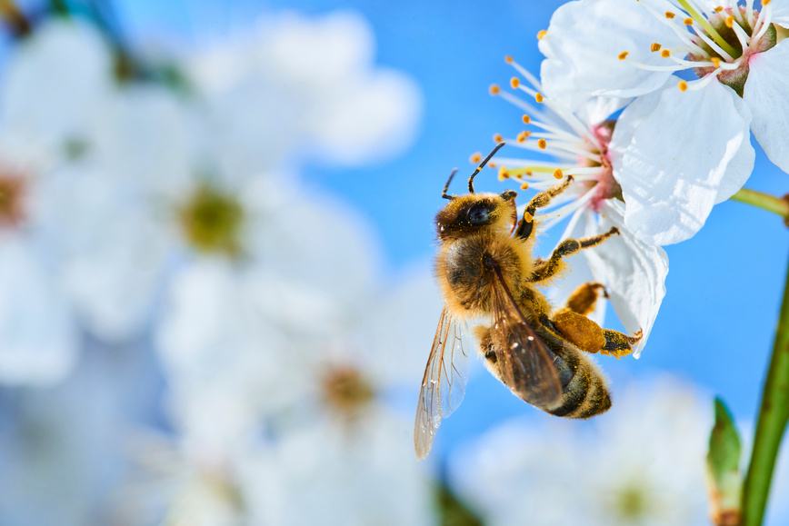 From Money Trees to Honey Bees – Cash that Buzzes