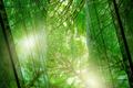 Recycling, Circular Economy and Authentication