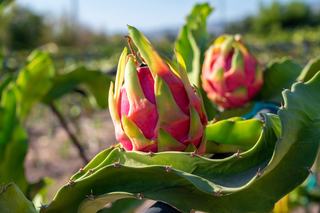 Dragon Fruit Traceability Introduced in Vietnam