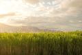 Green Investments, Bold Innovations: Part II