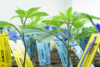 The Next Frontier in Cannabis Track & Trace