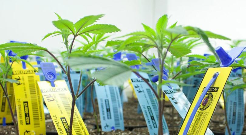 When Will the Cannabis Revolution Happen?
