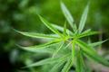 What Does Cannabis ‘Pharma Shift’ Mean for US Traceability Systems?
