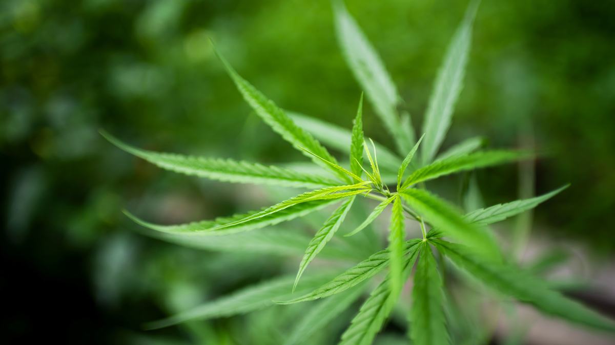 New York’s Legal Cannabis Market Won’t Survive Without Track and Trace