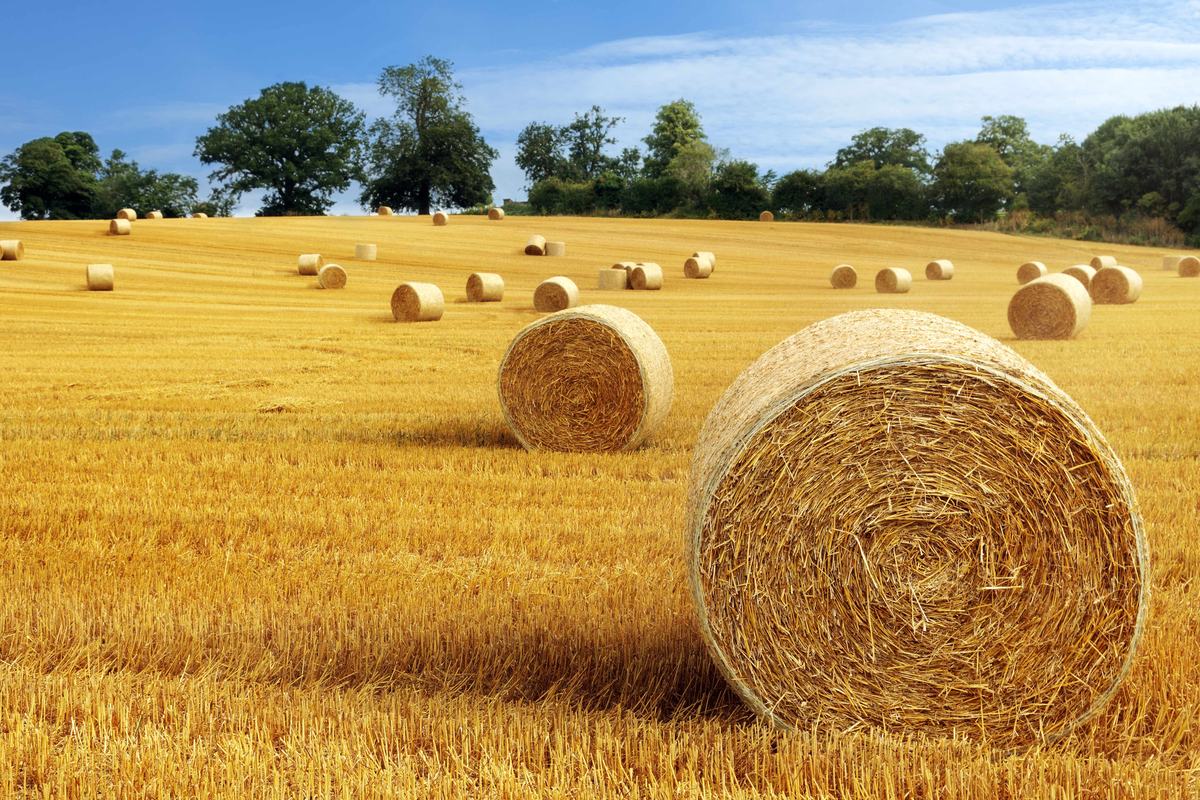 Holographic Technology Helps Find Needle in a Haystack