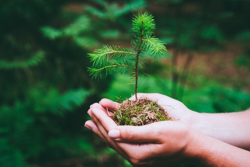 Sustainability – the New Normal After the Pandemic