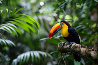 Using Banknotes to Replant the Amazon – a Call to Arms
