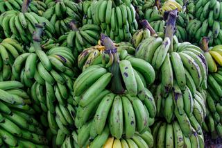 Cash Goes Bananas