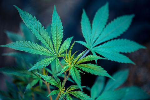 US Cannabis Debate Puts Track and Trace to the Test
