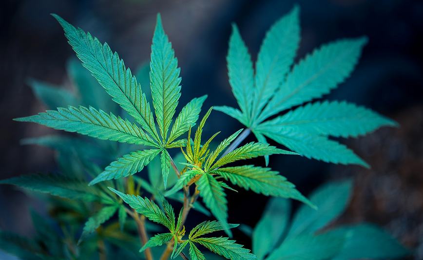 Cannabis News In Brief