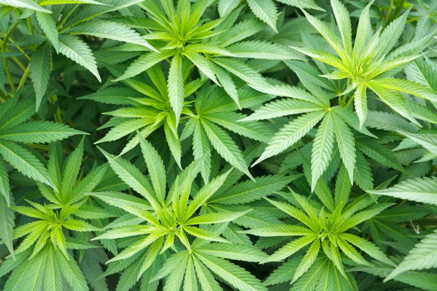 Cannabis Global Integrates Metrc API into Transport System