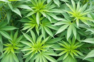 Draft US Bill Released to Legalise Cannabis at Federal Level