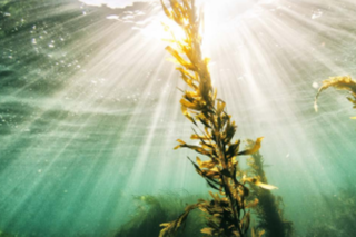 Seaweed – a Natural Solution to Keep Banknotes Clean
