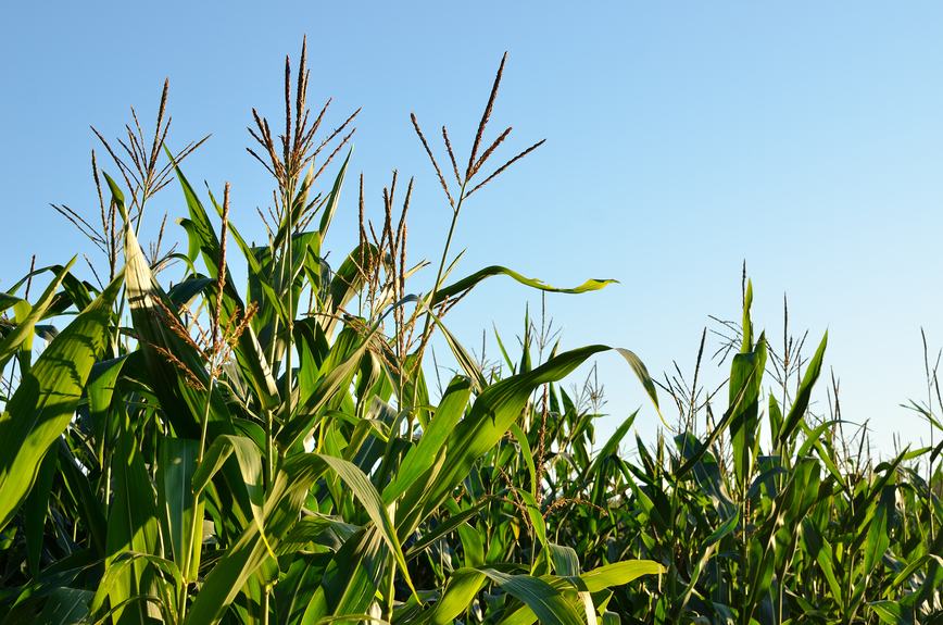 Overview of Illicit Seeds – Recent Developments, Traceability and Blockchain