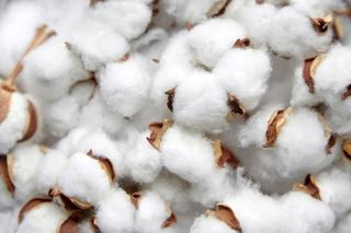 DNA for Cotton – Blockchain for Soybeans