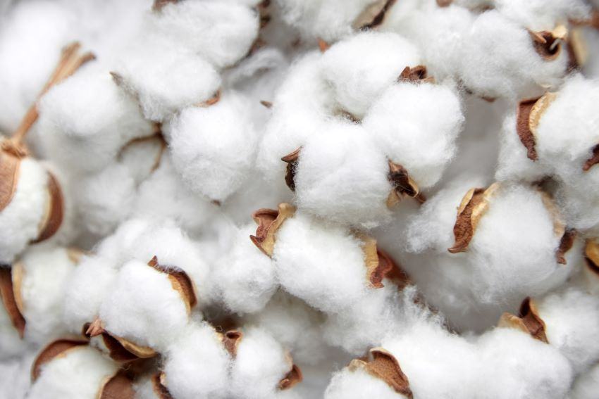 DNA for Cotton – Blockchain for Soybeans