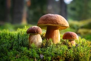 How Fungi Could Transform Banknote Disposal