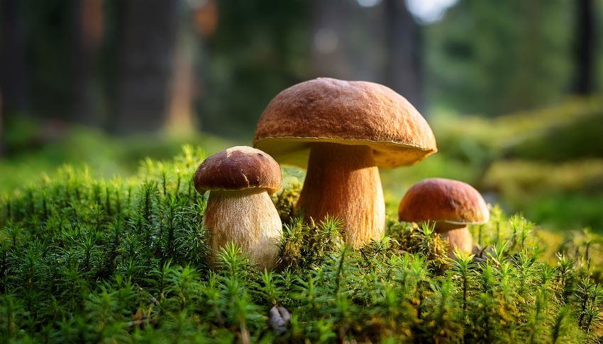 How Fungi Could Transform Banknote Disposal