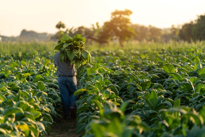 Illicit Tobacco in South-East Asia ‘Not Alarmingly High’, WHO Says