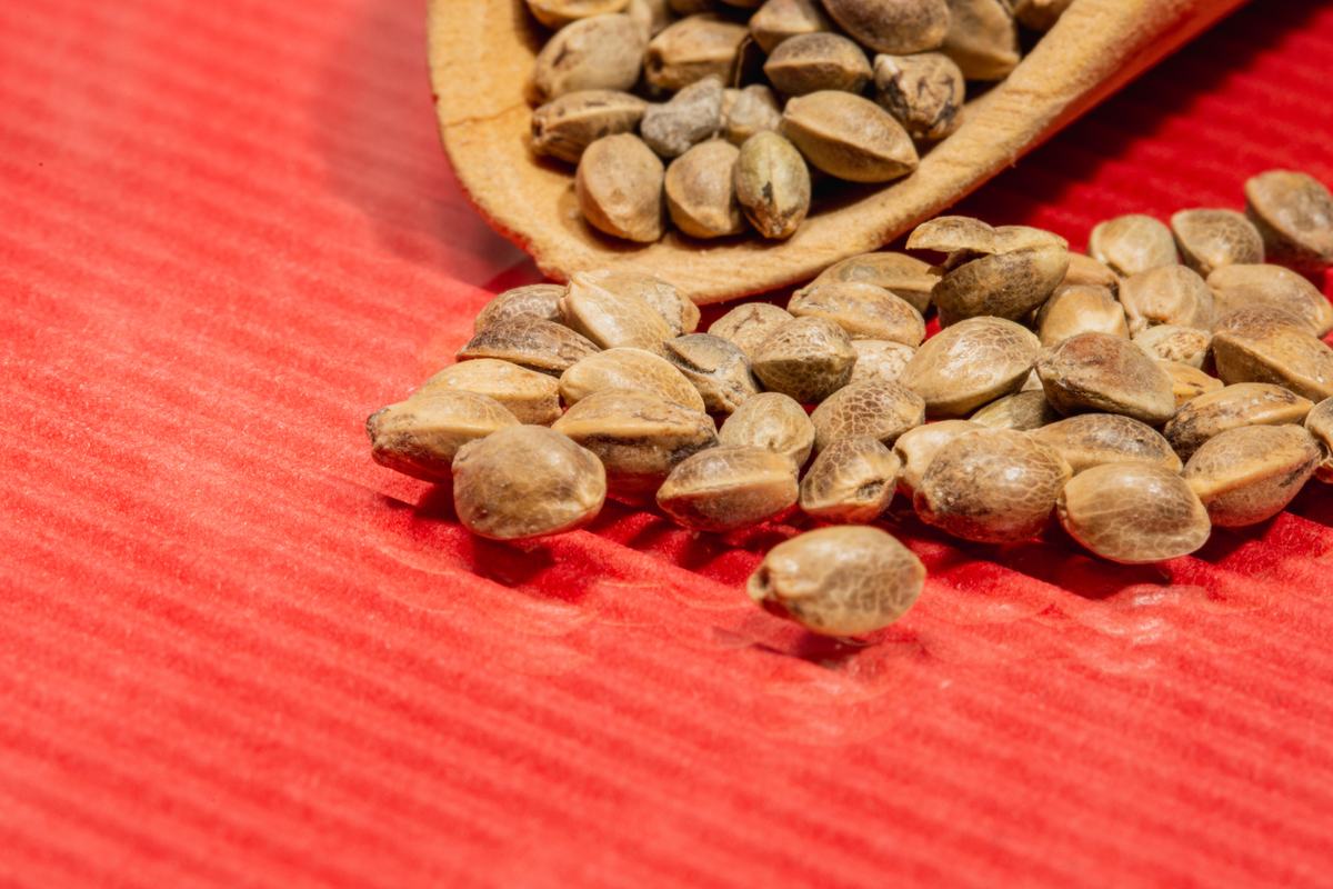 MIT Fights Fake Seeds with Silk