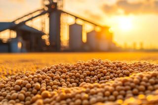 Bunge and CP Group Enhance Blockchain Soya Traceability